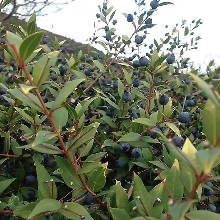 Bed & Breakfast La Tasgia Aggius