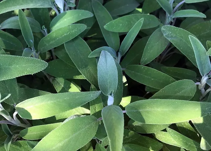 לינה וארוחת בוקר La Tasgia Aggius