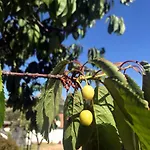La Tasgia 3*