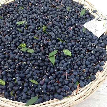 La Tasgia * Aggius