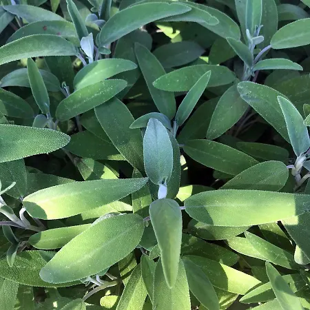 Frühstückspension La Tasgia Aggius