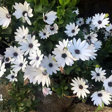 La Tasgia * Aggius