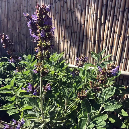 Frühstückspension La Tasgia Aggius